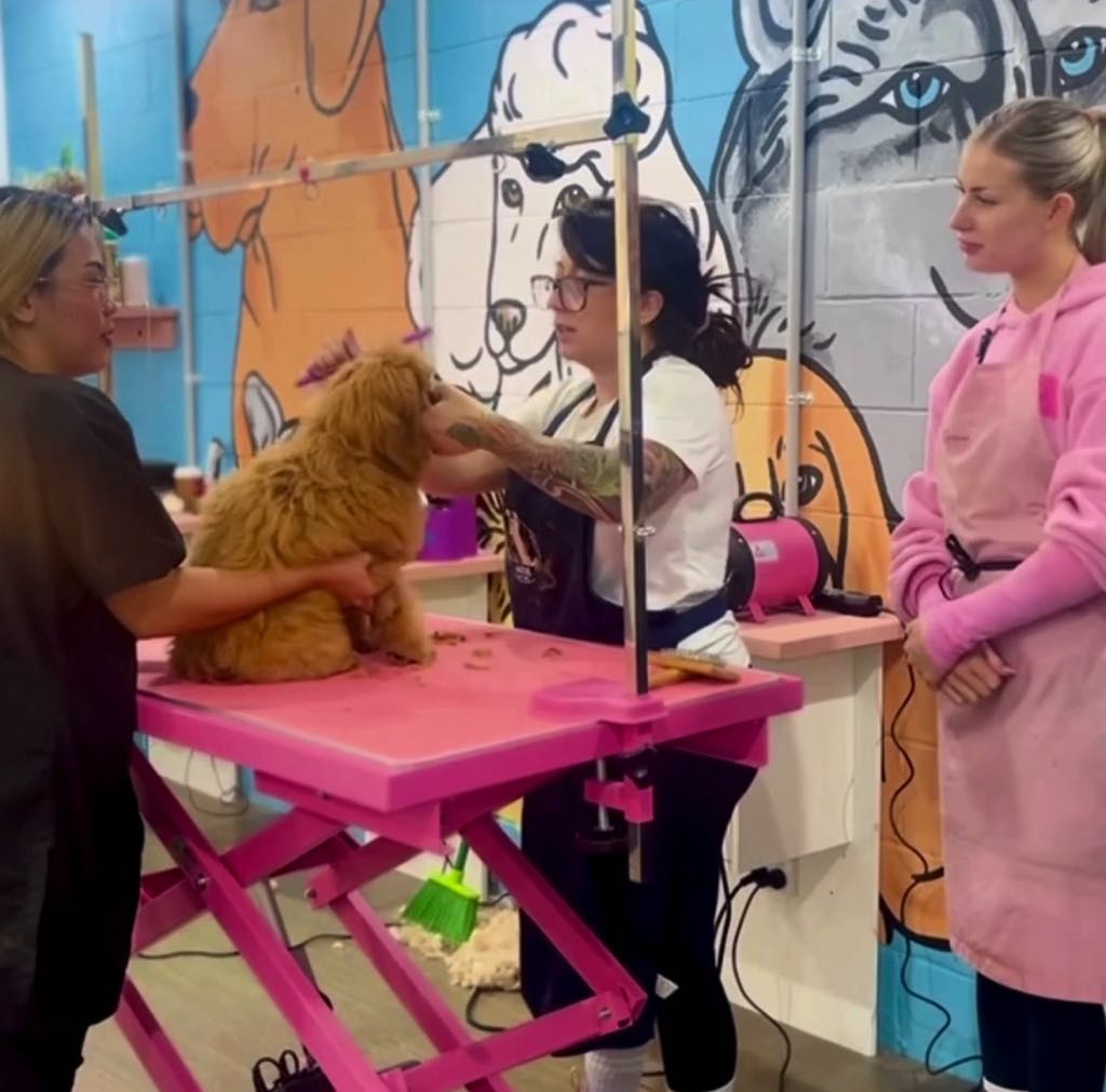 dog grooming classes dog grooming