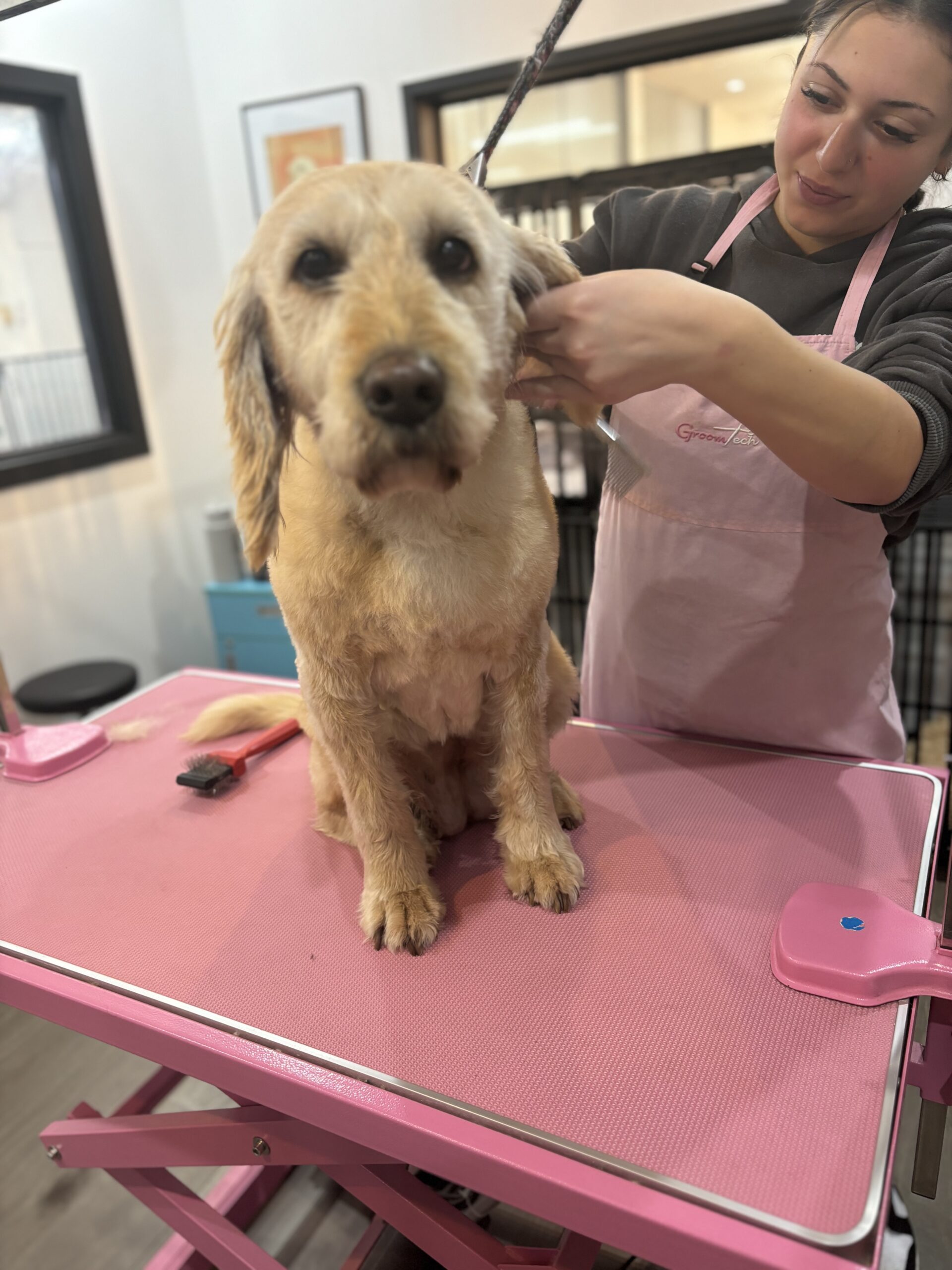 dog grooming course