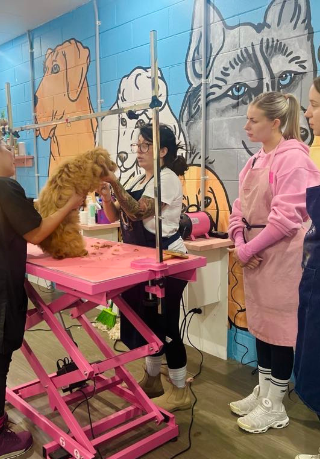 dog grooming course