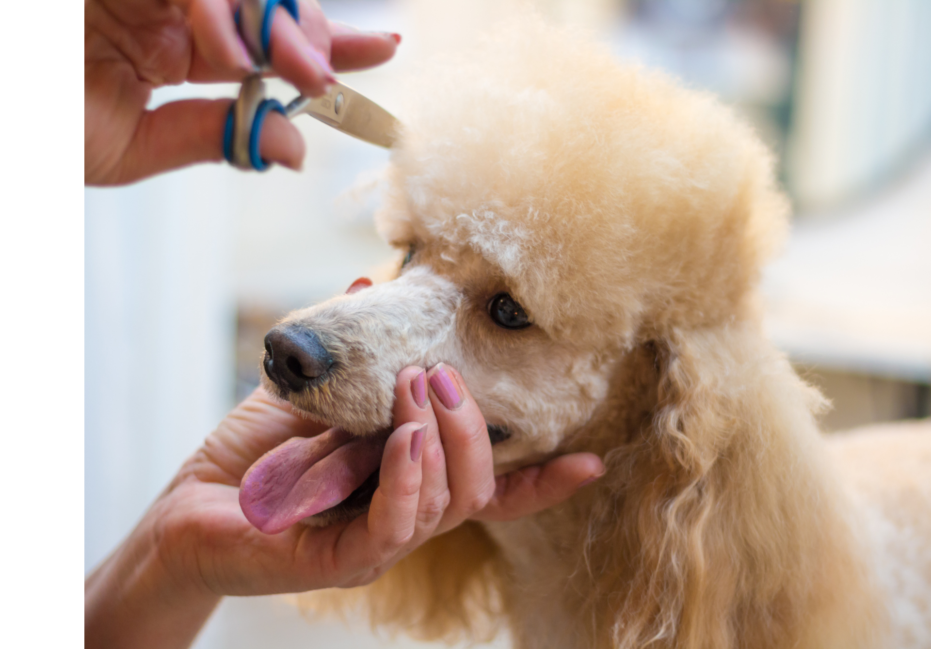 dog grooming courses Tullamarine 