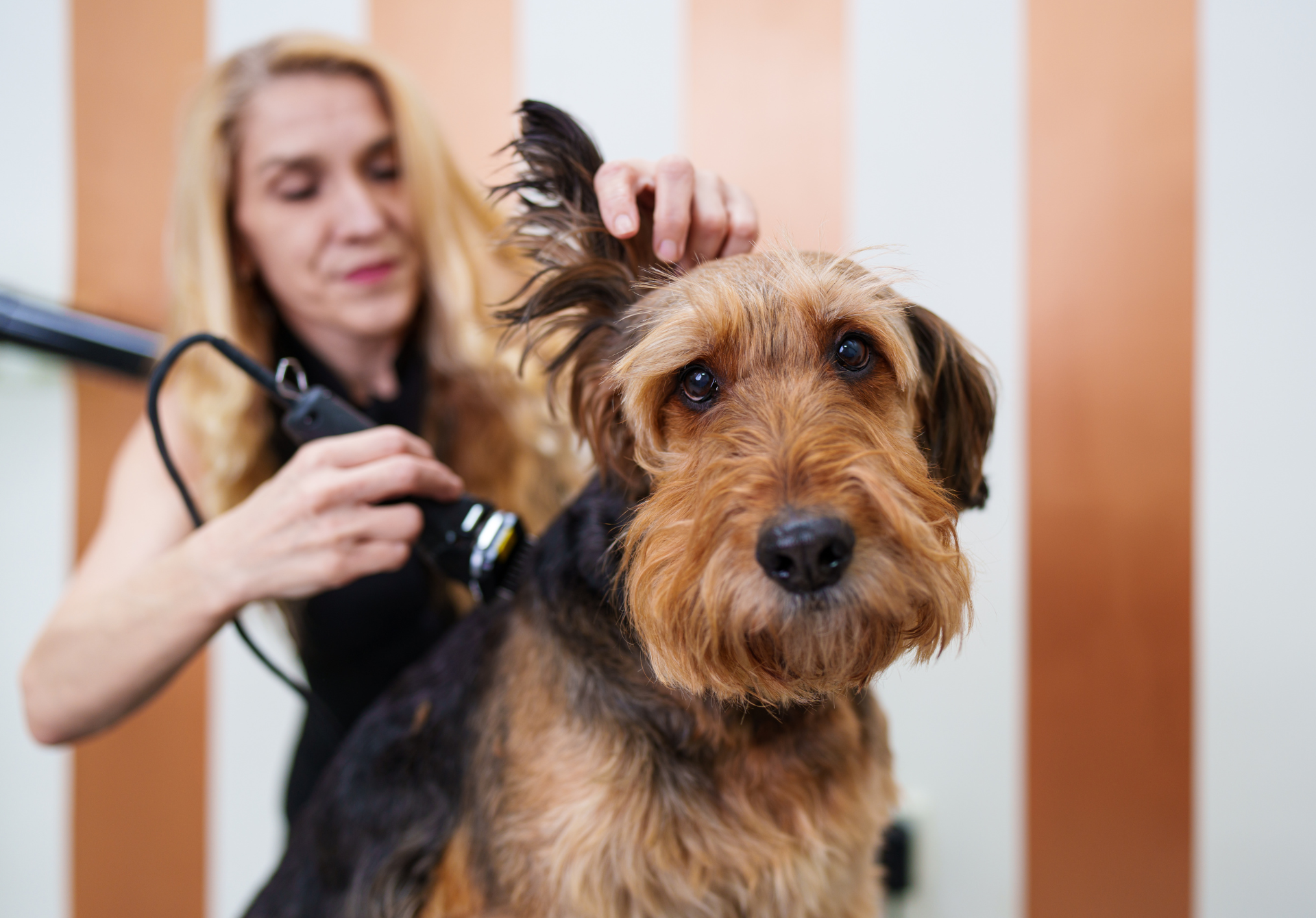 dog grooming course tullamarine 